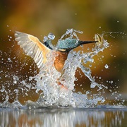 Take the Perfect Snapshot