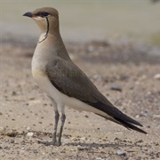 Oriental Pratincole
