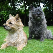 Cairn Terrier