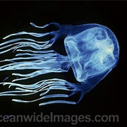 Australian Box Jellyfish