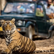 Ranthambhore National Park, India