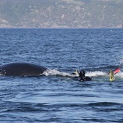 Swim With Humpback Whales in Canadian Maritimes