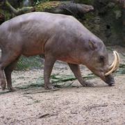Babirusa