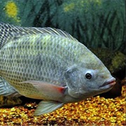 Tilapia