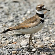 Killdeer