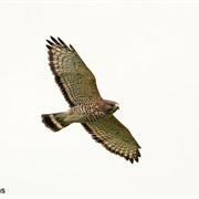 Broad-Winged Hawk
