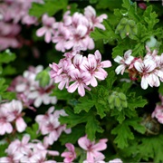 Geraniums (Pelargonium)