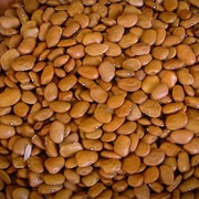 Tepary Bean (Phaseolus Acutifolius)