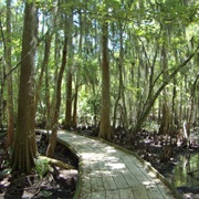 Barataria Preserve, New Orleans