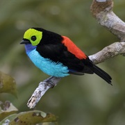 Tanager