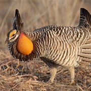 Greater Prairie-Chicken