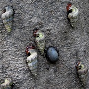 Obtuse Horn Shell / Mud Creeper