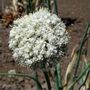 Snowdrop Onion (Allium Galanthum)