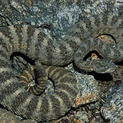 Tiger Rattlesnake