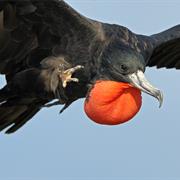 Magnificent Frigatebird