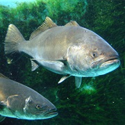 White Seabass (Aka: Weakfish, King Croaker)