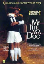 My Life as a Dog (Lasse Hallström)