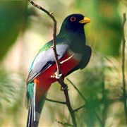 Wildlife-Watching in Nicaragua