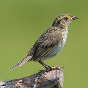 Saltmarsh Sparrow