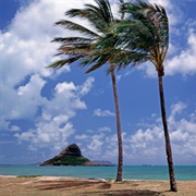 Makani Wheat Ale (Limited-Edition)