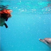 Swim With Wild Dolphins in Bimini Bahamas
