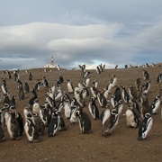 Isla Magdalena in Punta Arenas, Chile