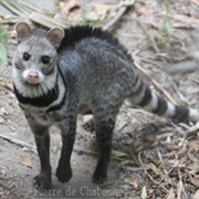 Large Indian Civet