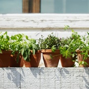 Grow Your Own Herbs