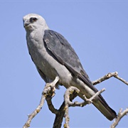 Mississippi Kite
