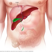 Liver Cancer