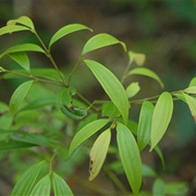 Cinnamomum Subavenium
