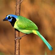 Green Jay