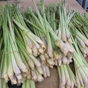 Lemon Grass