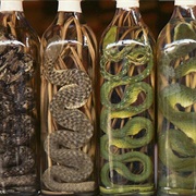 Snake Wine