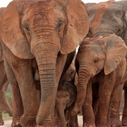 Addon National Elephant Park