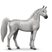 Arabian Horse - Fleabitten Grey