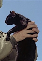 Winkie, Escape to Witch Mountain (1975)