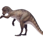 Heterodontosaurus