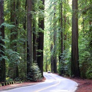 Humboldt-Redwoods State Park