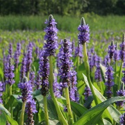 Pickerelweed (Pontederia Cordata)