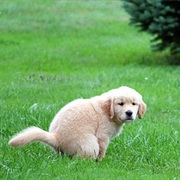 Dog Pooped in My Yard