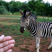Pet a Zebra