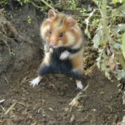 Ciscaucasian Hamster