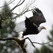 Eagle Watching in the Columbia River Gorge