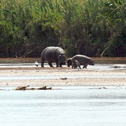 Rusizi National Park, Burundi