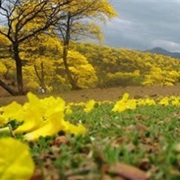 Flowering of the Guayacanes in Mangahurco