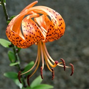 Tiger Lily (Lilium Lancifolium)