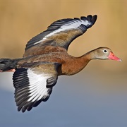 Whistling Duck