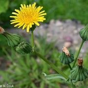 Common Sow Thistle