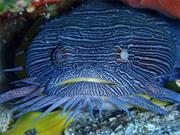 Toad Fish